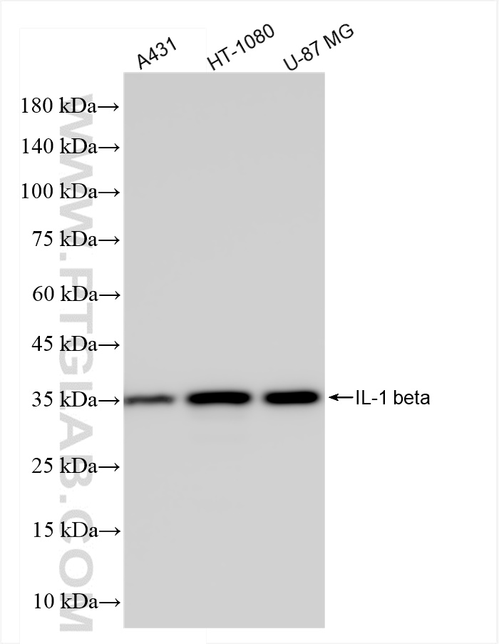 Western Blot (WB) analysis of various lysates using IL-1 beta  Recombinant antibody (82696-17-RR)