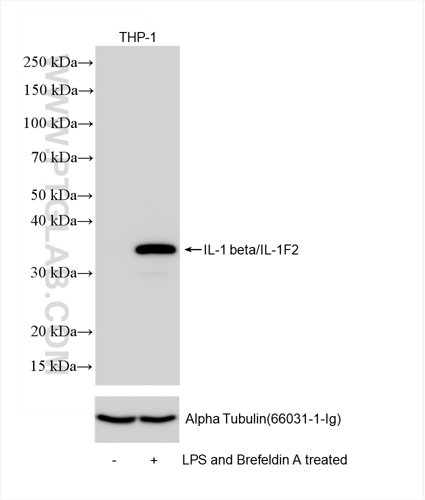 Western Blot (WB) analysis of THP-1 cells using IL-1 beta Recombinant antibody (84136-5-RR)