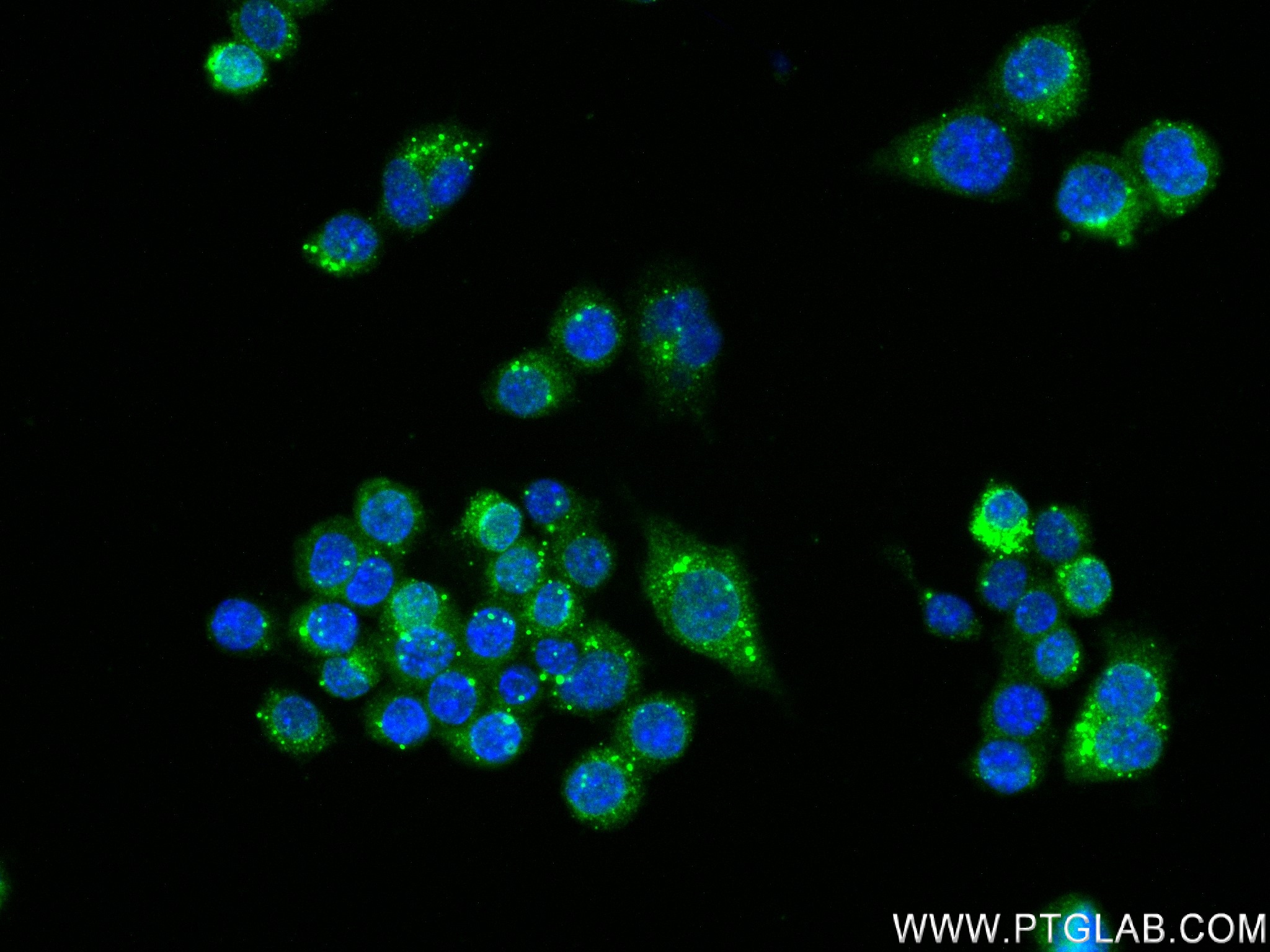 Immunofluorescence (IF) / fluorescent staining of RAW 264.7 cells using IL-10 Recombinant antibody (82191-3-RR)