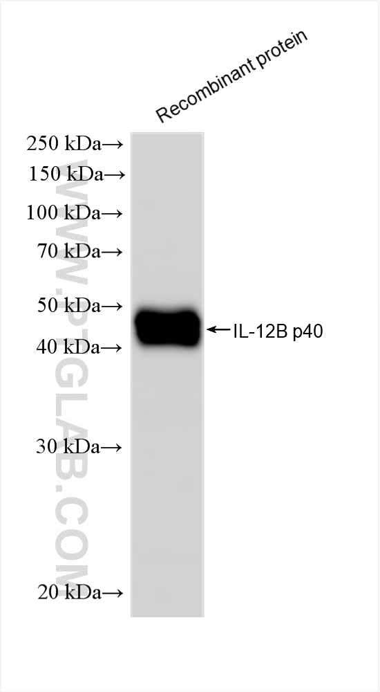 Western Blot (WB) analysis of various lysates using IL-12 p70 Recombinant antibody (83094-1-RR)