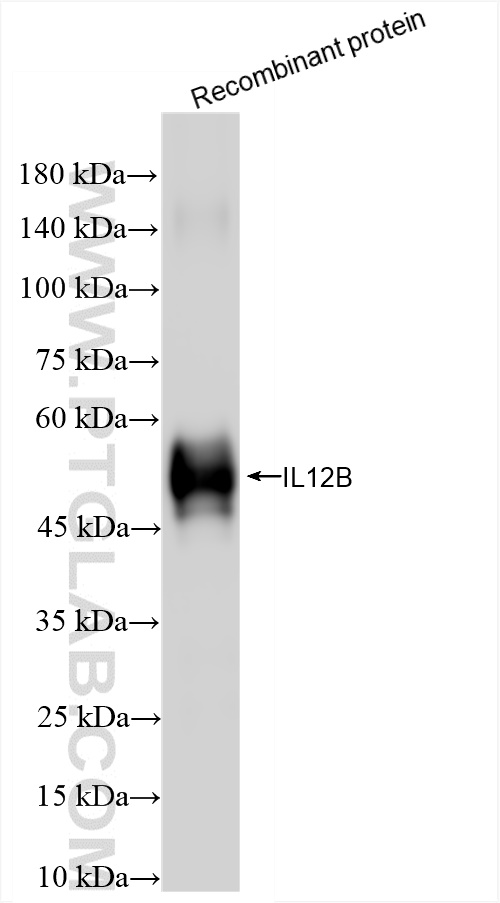 Western Blot (WB) analysis of Recombinant protein using IL-12/IL-23 p40 Recombinant antibody (83008-1-RR)