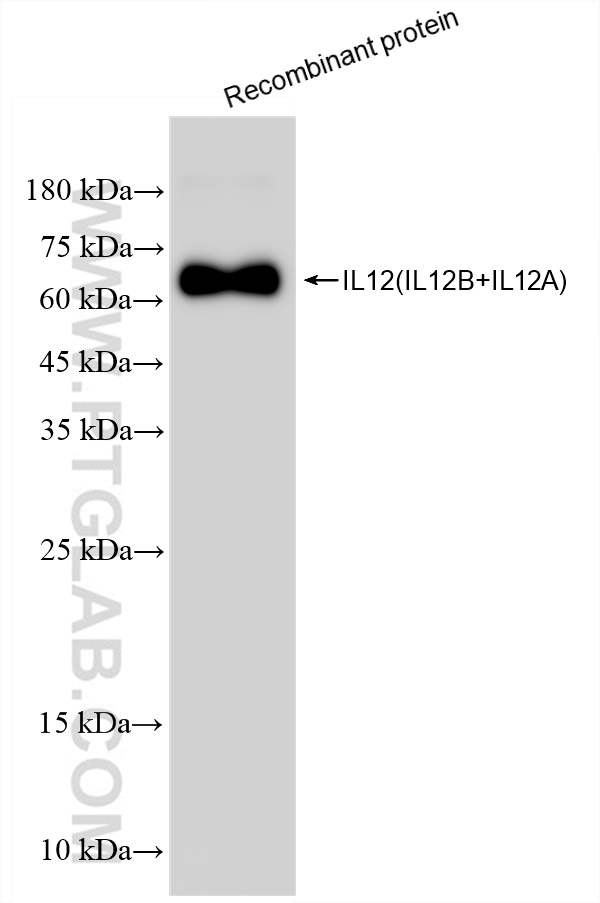 Western Blot (WB) analysis of Recombinant protein using IL-12 p70 Recombinant antibody (82878-2-RR)