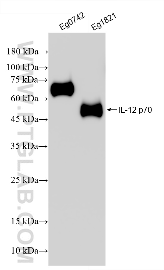 Western Blot (WB) analysis of various lysates using IL-12 p70 Recombinant antibody (82878-2-RR)