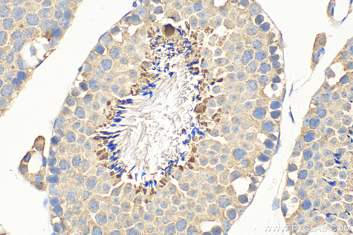 Immunohistochemistry (IHC) staining of mouse testis tissue using Biotin-conjugated IL-13RA2 Polyclonal antibody (Biotin-11059)