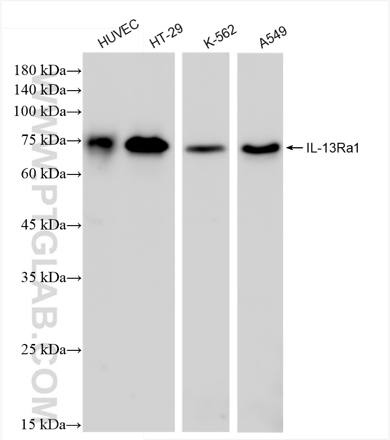 Western Blot (WB) analysis of various lysates using IL-13Ra1 Recombinant antibody (84525-4-RR)