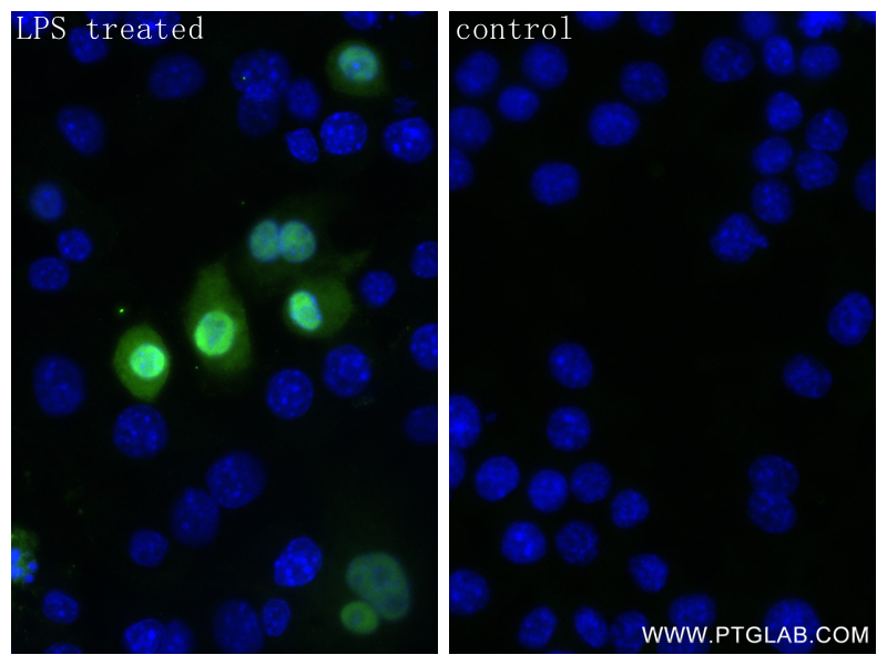 Immunofluorescence (IF) / fluorescent staining of RAW 264.7 cells using IL-1alpha Recombinant antibody (83644-1-RR)