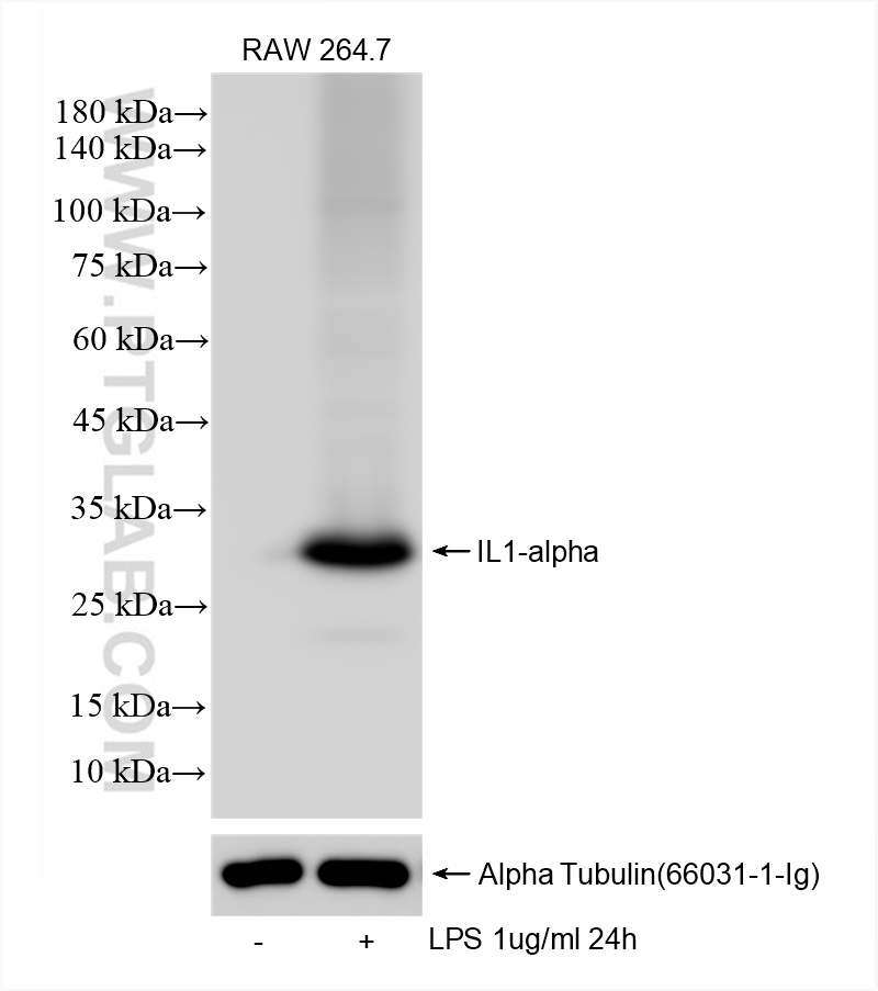 Western Blot (WB) analysis of RAW 264.7 cells using IL-1alpha Recombinant antibody (83644-1-RR)