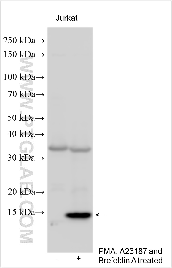 Western Blot (WB) analysis of various lysates using IL-2 Polyclonal antibody (31506-1-AP)
