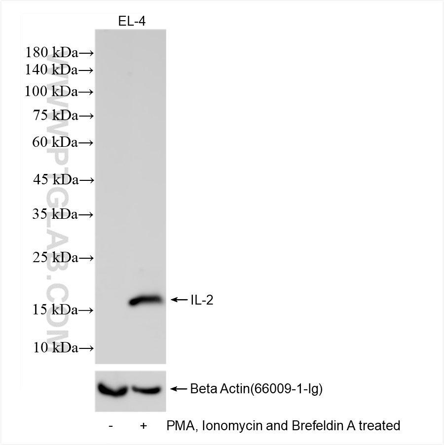 Western Blot (WB) analysis of EL-4 cells using IL-2 Recombinant antibody (83547-3-RR)