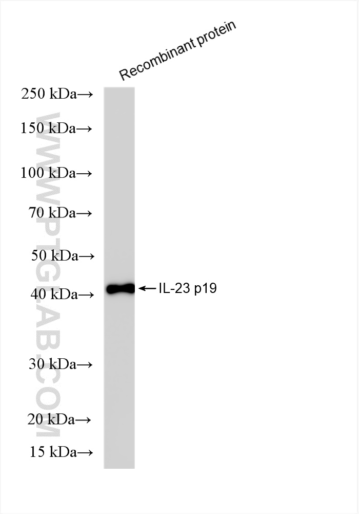 Western Blot (WB) analysis of Recombinant protein using IL-23 Recombinant antibody (85947-1-RR)
