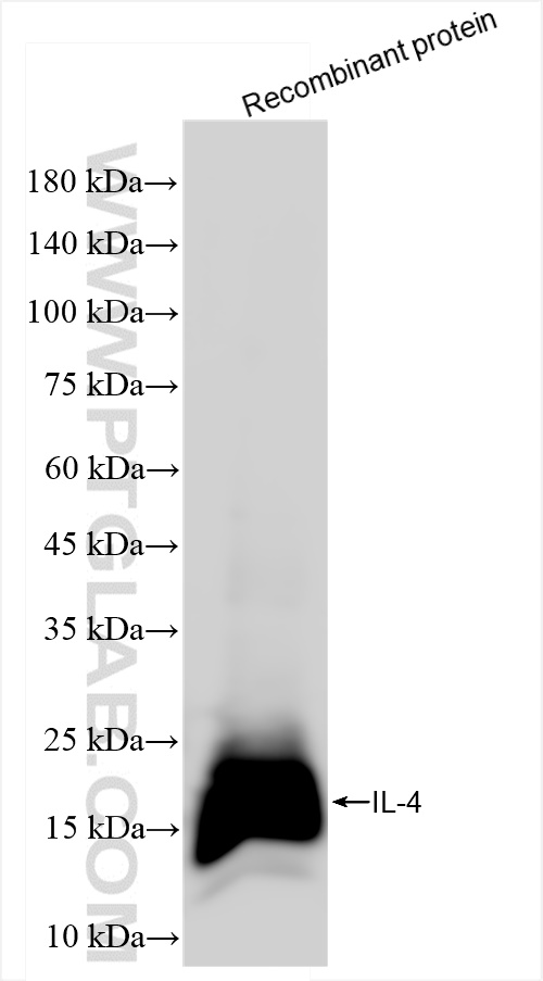 Western Blot (WB) analysis of Recombinant protein using IL-4 Recombinant antibody (84422-5-RR)