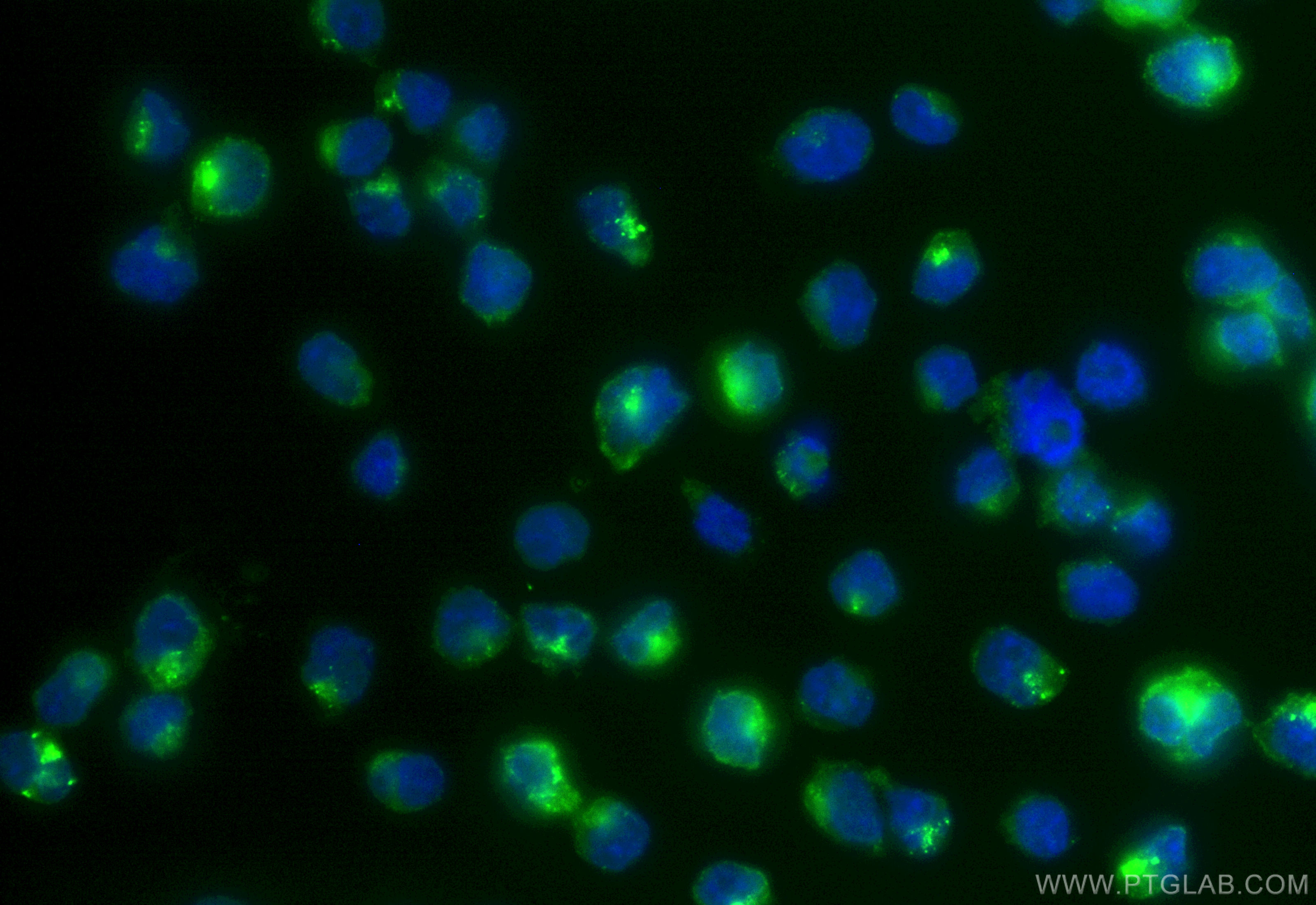 Immunofluorescence (IF) / fluorescent staining of Daudi cells using CoraLite® Plus 488-conjugated IL-4RA/CD124 Recombi (CL488-84414-6)