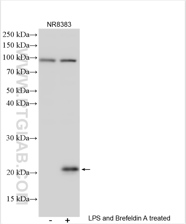 Western Blot (WB) analysis of various lysates using IL-6 Polyclonal antibody (30953-1-AP)