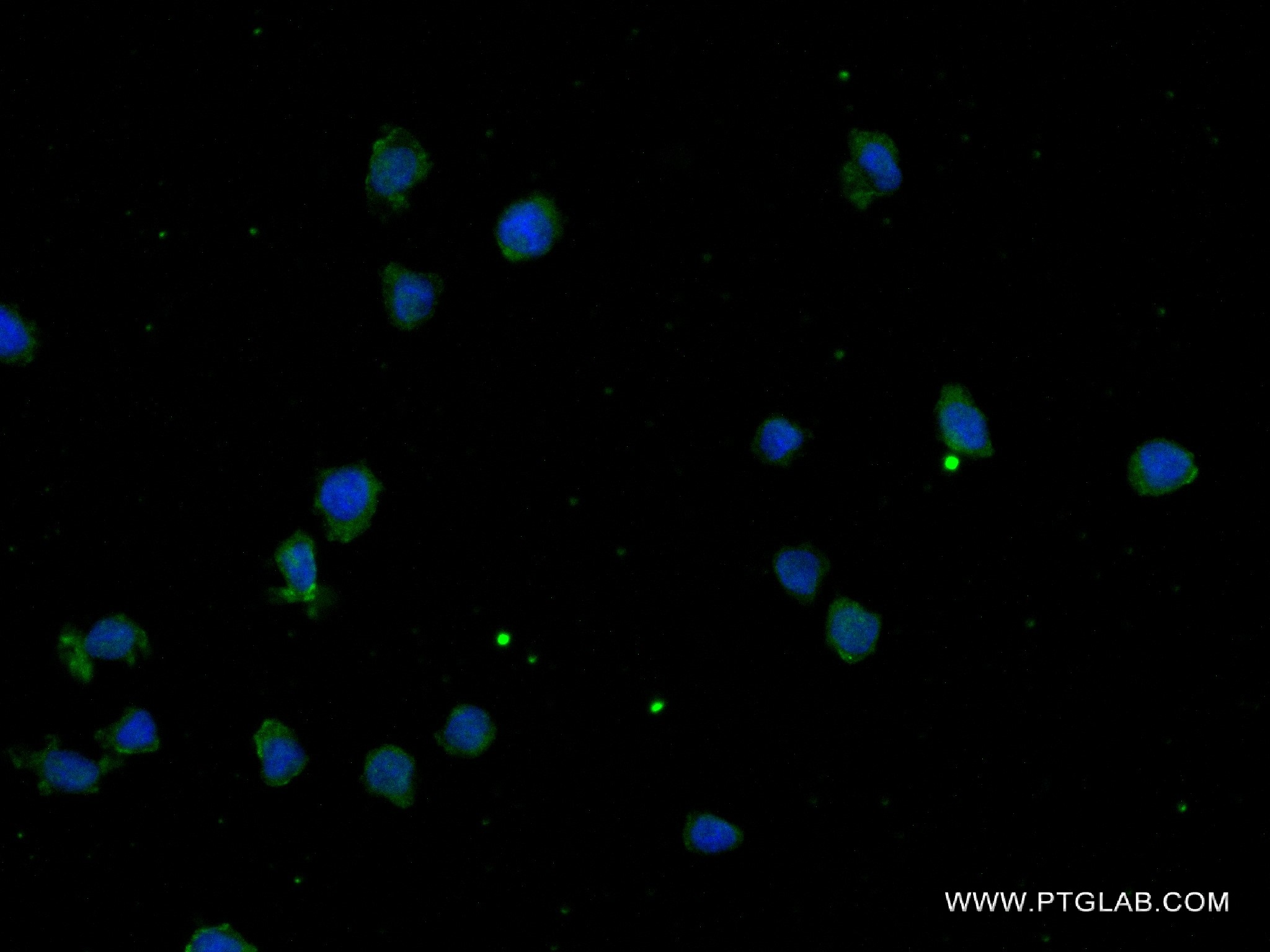 Immunofluorescence (IF) / fluorescent staining of THP-1 cells using IL-6 Recombinant antibody (83747-5-RR)