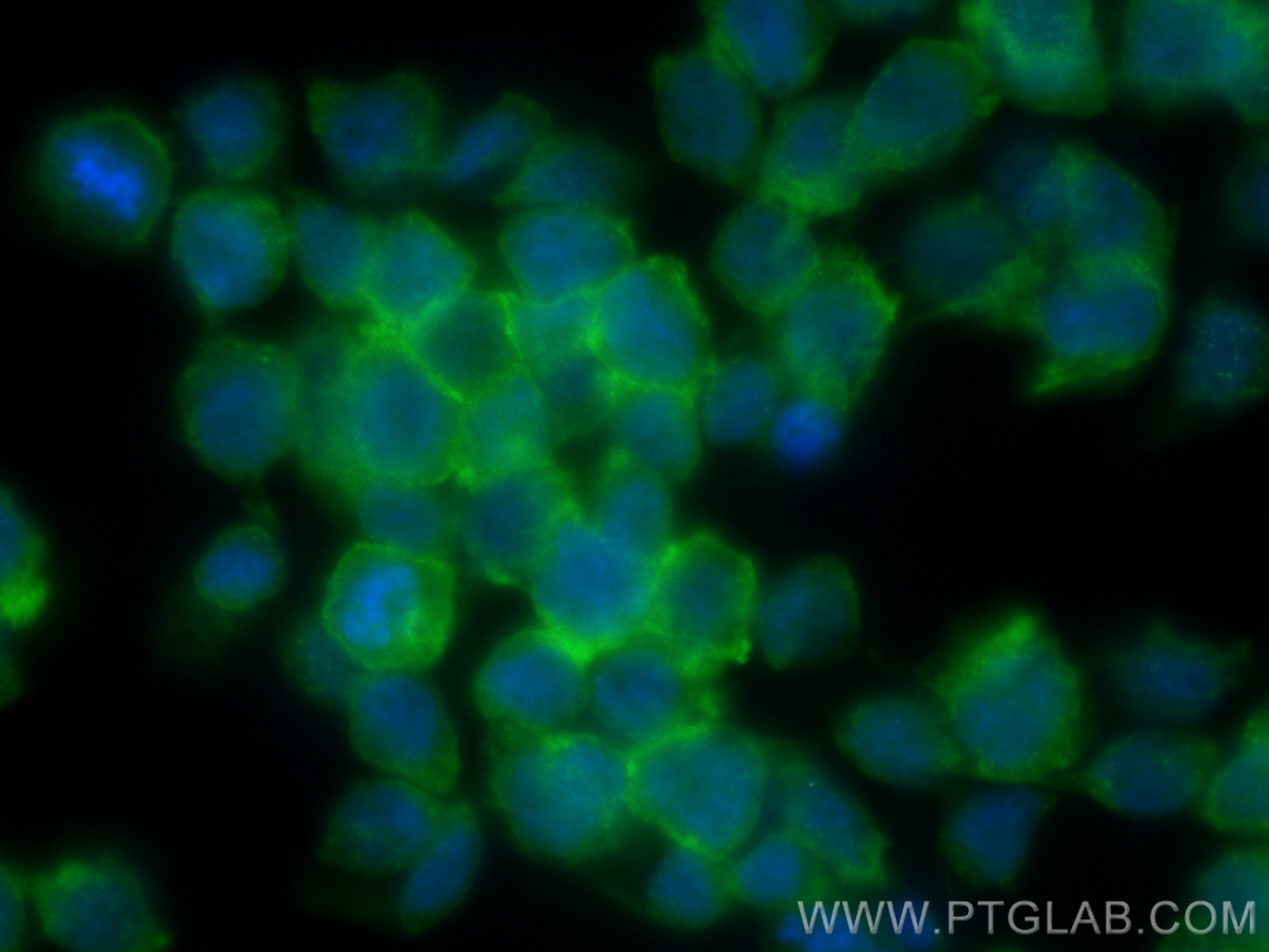 Immunofluorescence (IF) / fluorescent staining of THP-1 cells using CoraLite® Plus 488-conjugated IL-6 Recombinant ant (CL488-83747-5)