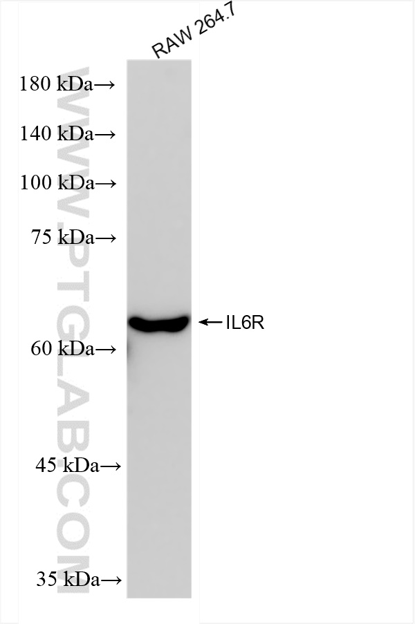 Western Blot (WB) analysis of RAW 264.7 cells using CD126/IL-6R alpha Recombinant antibody (83688-4-RR)