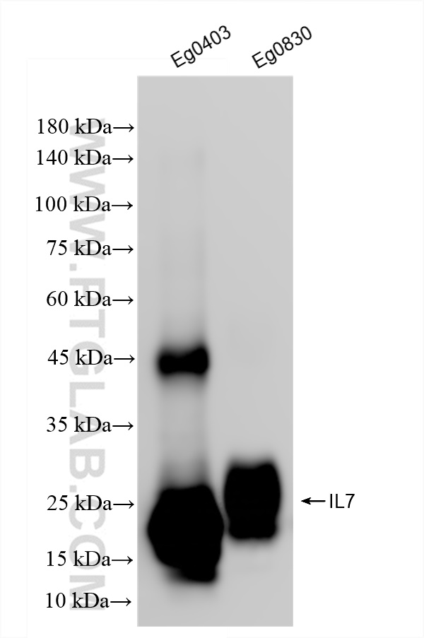 Western Blot (WB) analysis of various lysates using IL-7 Recombinant antibody (83672-1-RR)