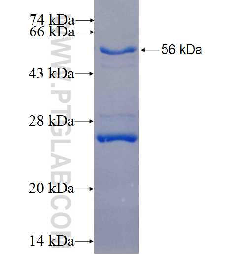 IL-13RA1 fusion protein Ag25542 SDS-PAGE
