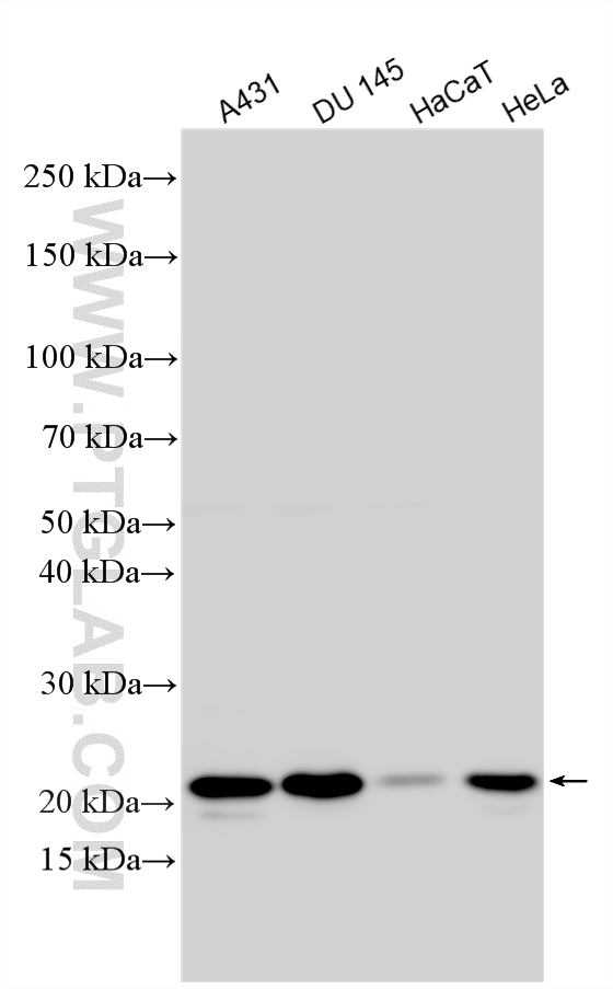 Western Blot (WB) analysis of various lysates using IL-18 Polyclonal antibody (10663-1-AP)