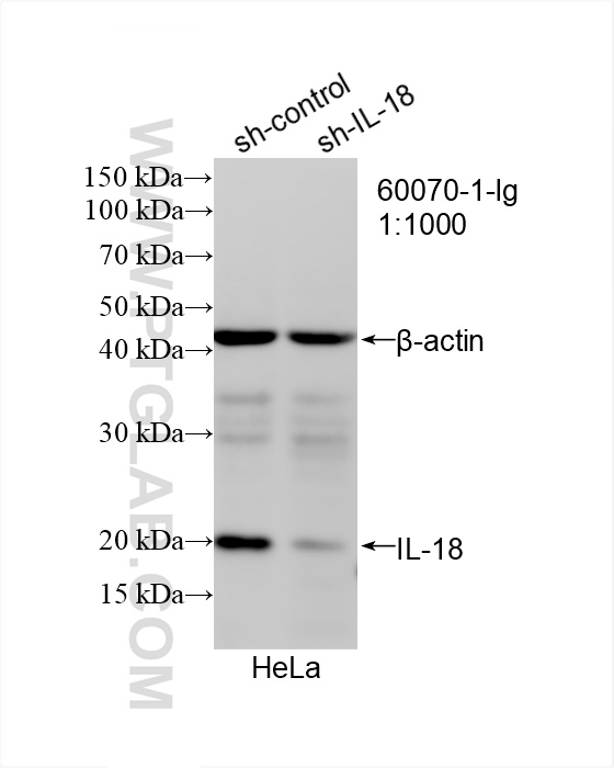 Western Blot (WB) analysis of HeLa cells using IL-18 Monoclonal antibody (60070-1-Ig)