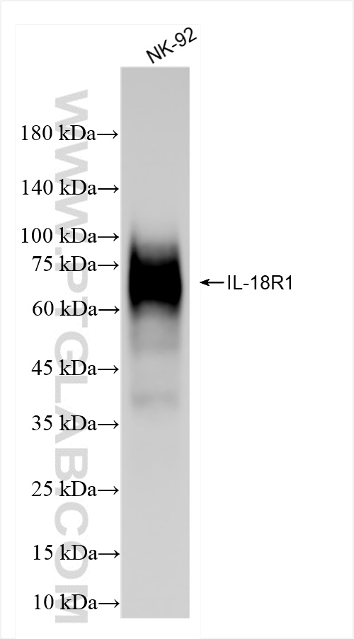 Western Blot (WB) analysis of NK-92 cells using IL-18R1/CD218a Recombinant antibody (84390-5-RR)