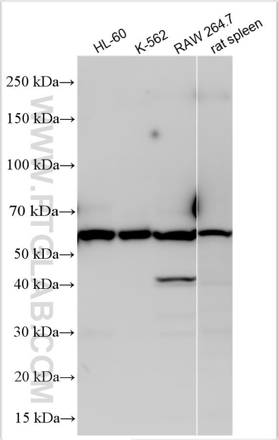 Western Blot (WB) analysis of various lysates using IL18RAP Polyclonal antibody (30587-1-AP)