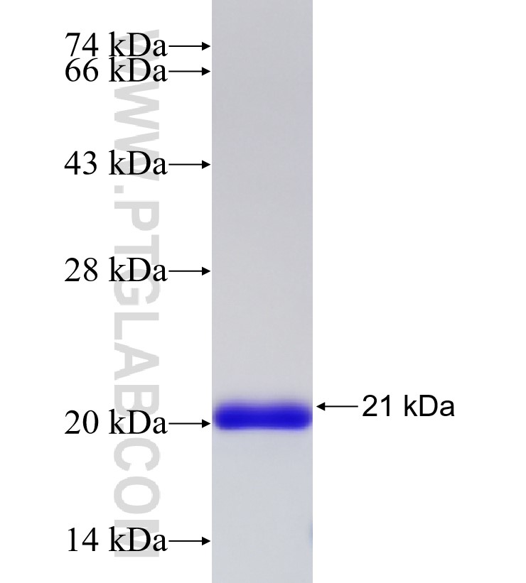 IL-1B fusion protein Ag30589 SDS-PAGE