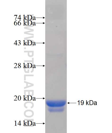 IL-1F8 fusion protein Ag12692 SDS-PAGE