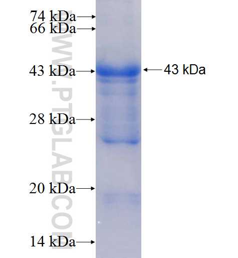 IL-1R1 fusion protein Ag26009 SDS-PAGE