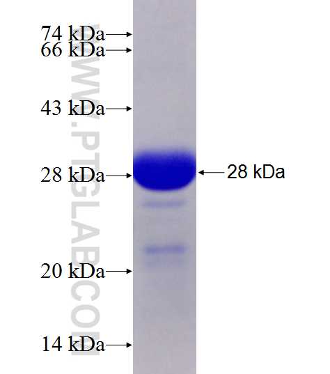 IL-27 fusion protein Ag28432 SDS-PAGE