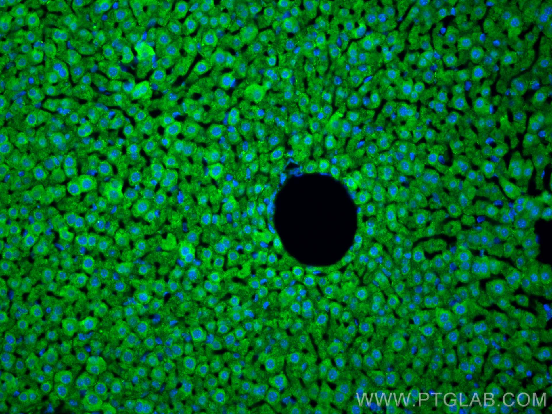 Immunofluorescence (IF) / fluorescent staining of mouse liver tissue using CXCR2 Polyclonal antibody (20634-1-AP)