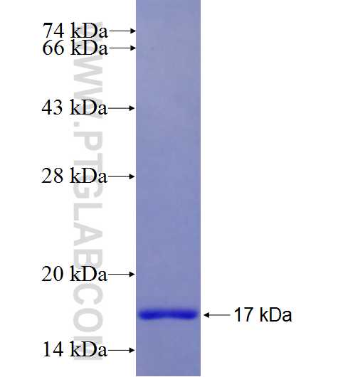 IL-9 fusion protein Ag26431 SDS-PAGE