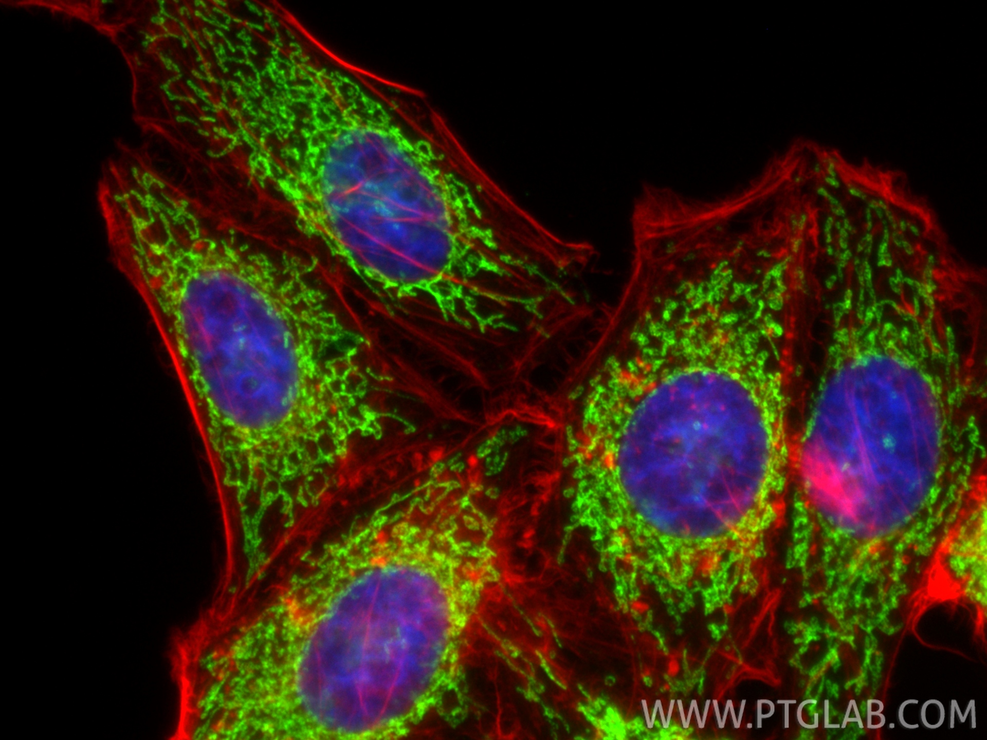 Immunofluorescence (IF) / fluorescent staining of HepG2 cells using IMMT Polyclonal antibody (10179-1-AP)