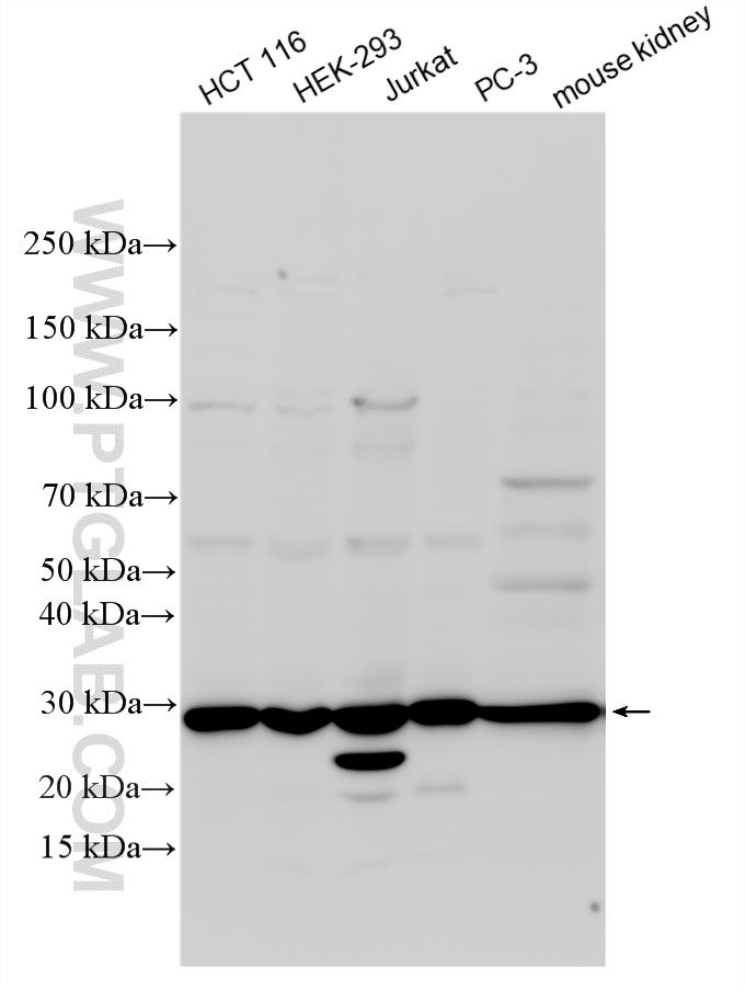 Western Blot (WB) analysis of various lysates using IMPA1 Polyclonal antibody (16593-1-AP)