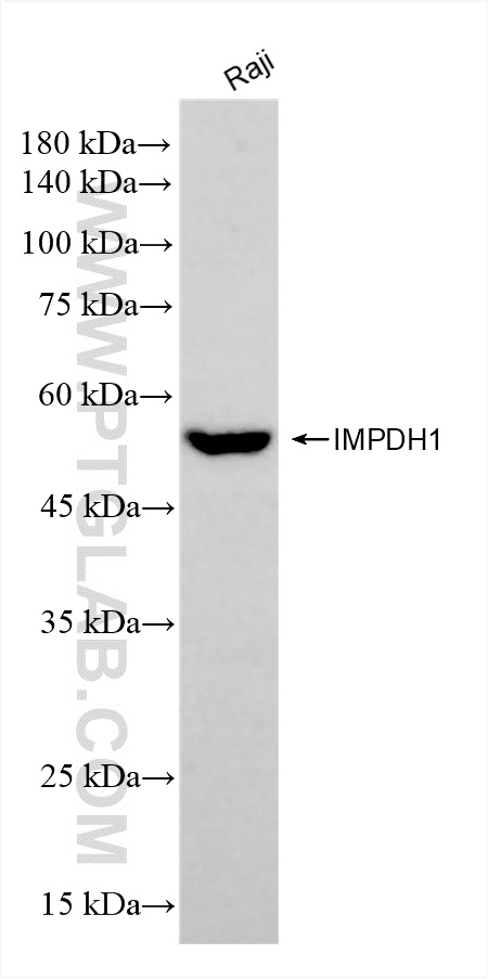 Western Blot (WB) analysis of Raji cells using IMPDH1 Recombinant antibody (84913-1-RR)