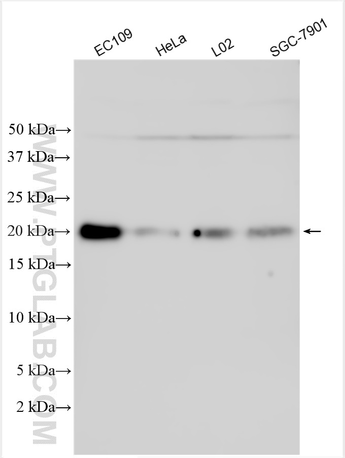 Western Blot (WB) analysis of various lysates using IMUP Polyclonal antibody (25561-1-AP)