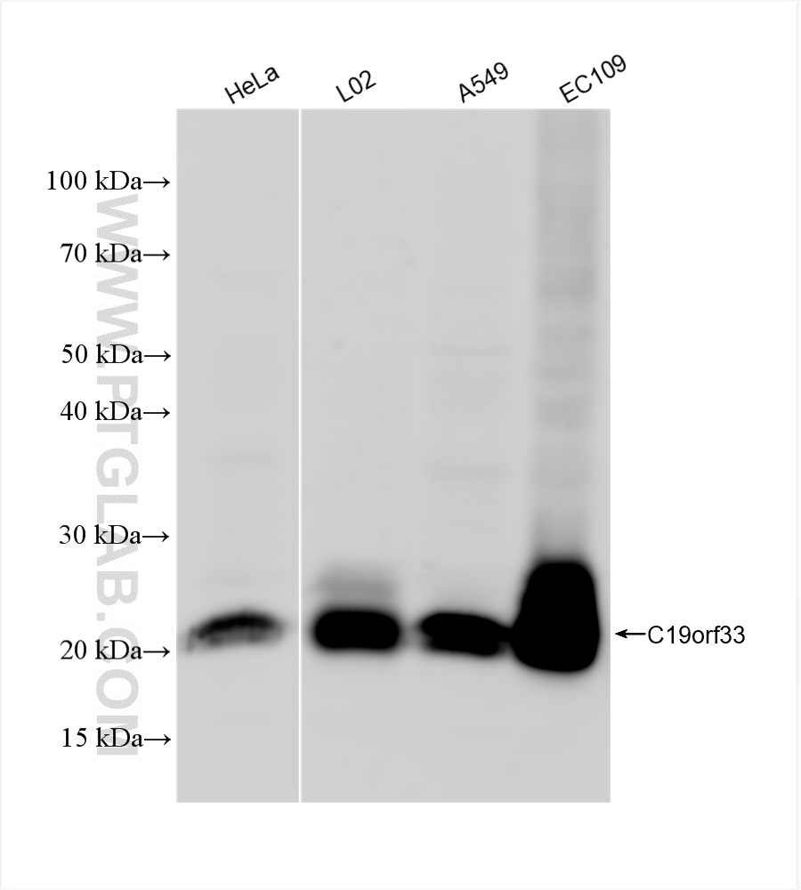 Western Blot (WB) analysis of various lysates using IMUP Recombinant antibody (84148-7-RR)