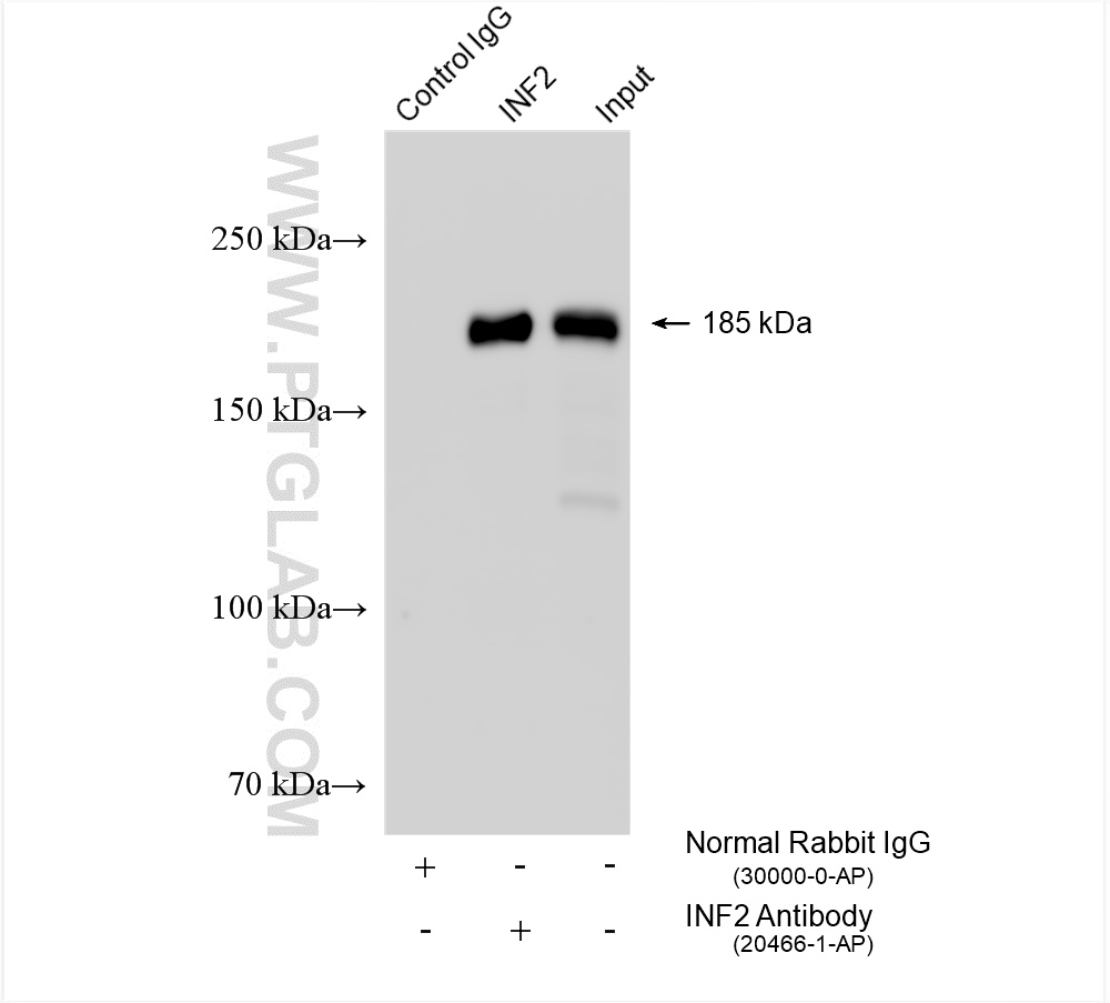 Immunoprecipitation (IP) experiment of NIH/3T3 cells using INF2 Polyclonal antibody (20466-1-AP)