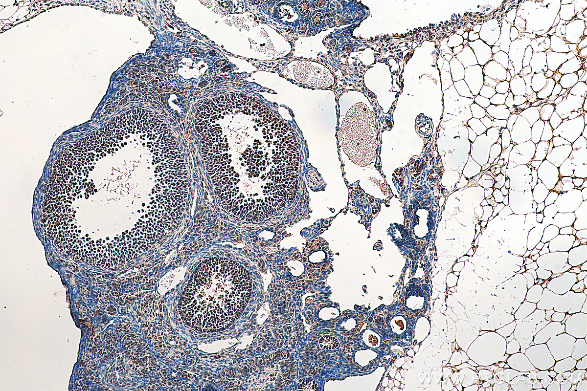 Immunohistochemistry (IHC) staining of mouse ovary tissue using INO80B Polyclonal antibody (29488-1-AP)