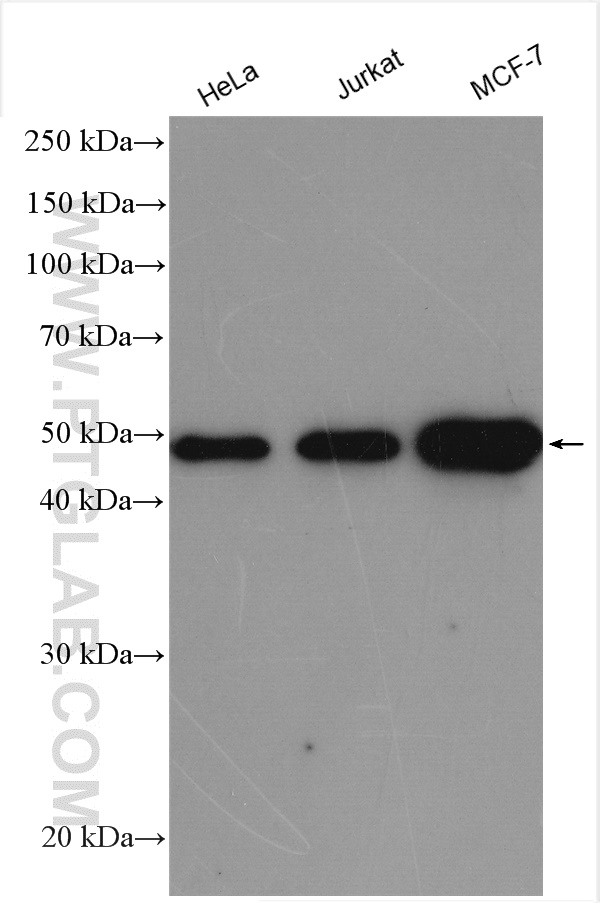 Western Blot (WB) analysis of various lysates using INO80B Polyclonal antibody (29488-1-AP)