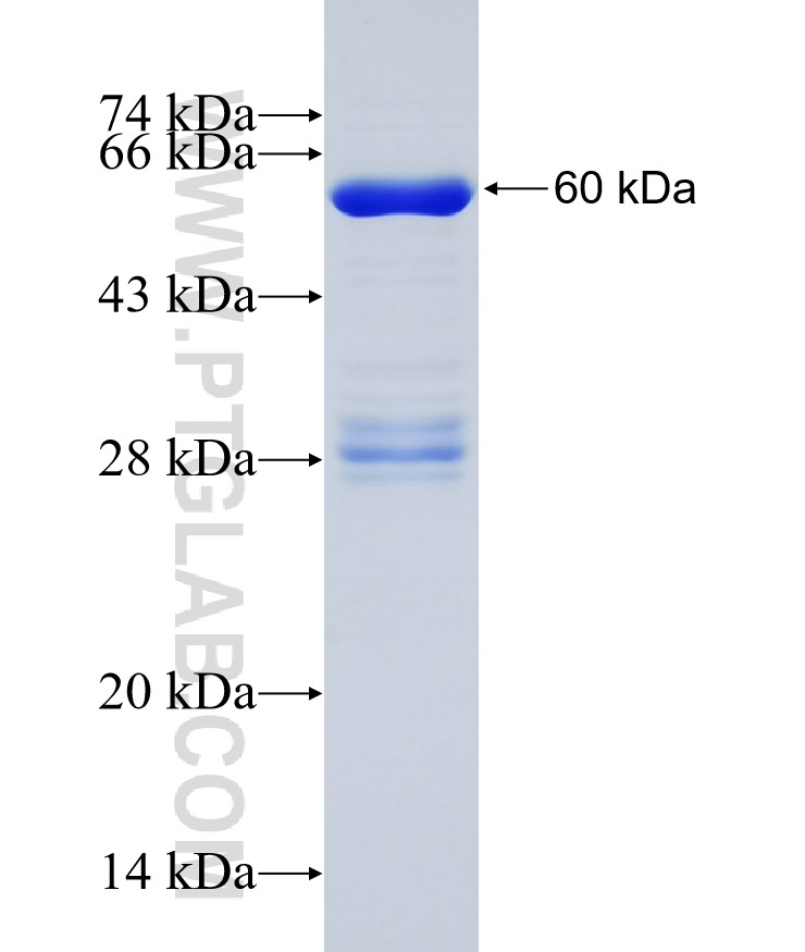 INO80B fusion protein Ag30345 SDS-PAGE