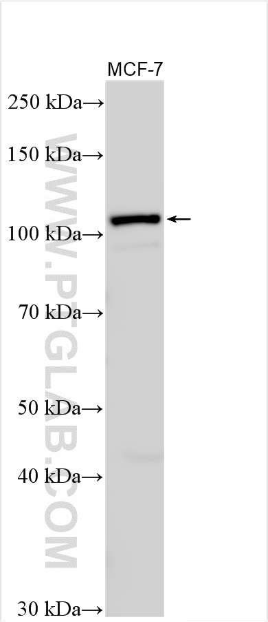 Western Blot (WB) analysis of various lysates using INPP4B Polyclonal antibody (15890-1-AP)