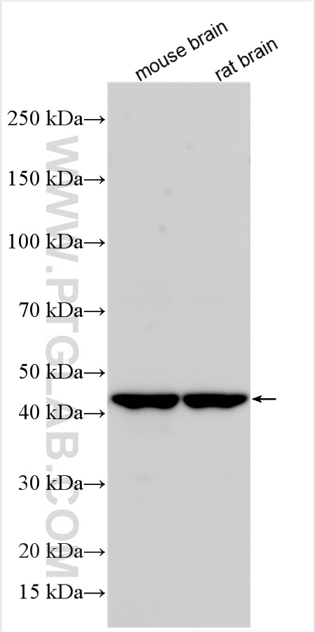 Western Blot (WB) analysis of various lysates using INPP5A Polyclonal antibody (21723-1-AP)