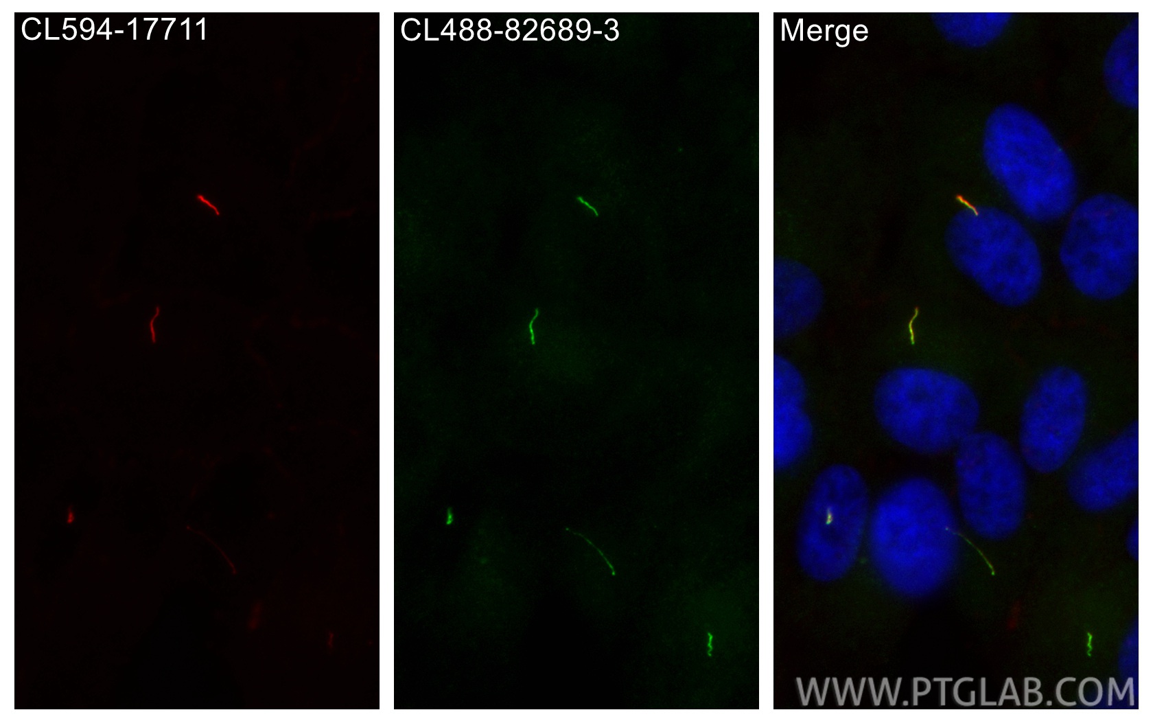 Immunofluorescence (IF) / fluorescent staining of hTERT-RPE1 cells using CoraLite® Plus 488-conjugated INPP5E Recombinant m (CL488-82689-3)