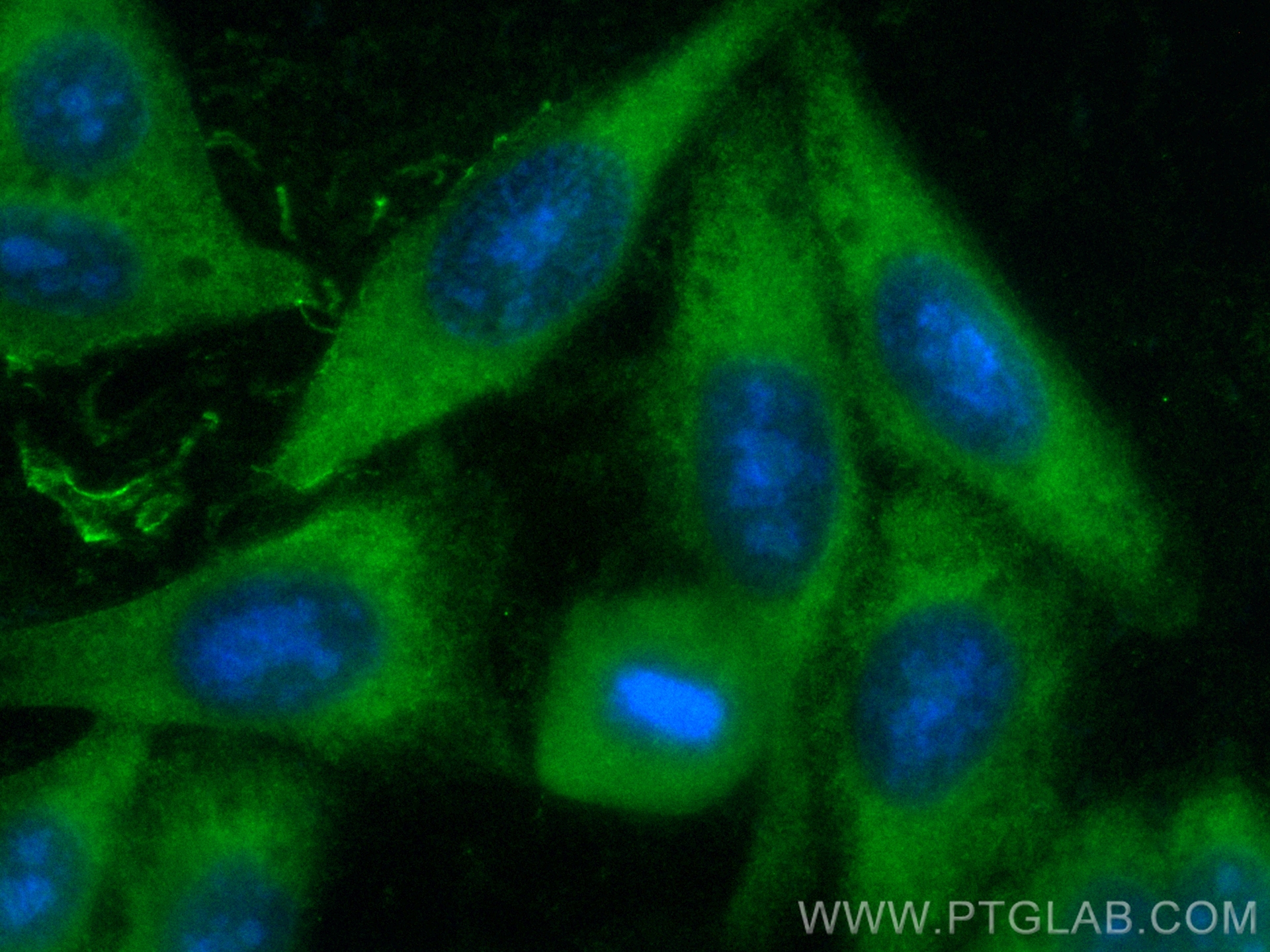 Immunofluorescence (IF) / fluorescent staining of HepG2 cells using CoraLite® Plus 488-conjugated INSIG2 Polyclonal an (CL488-24766)
