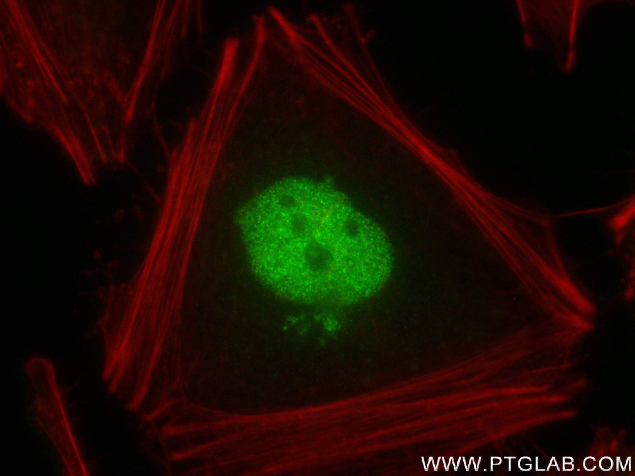 Immunofluorescence (IF) / fluorescent staining of HeLa cells using INTS4 Recombinant antibody (83590-5-RR)