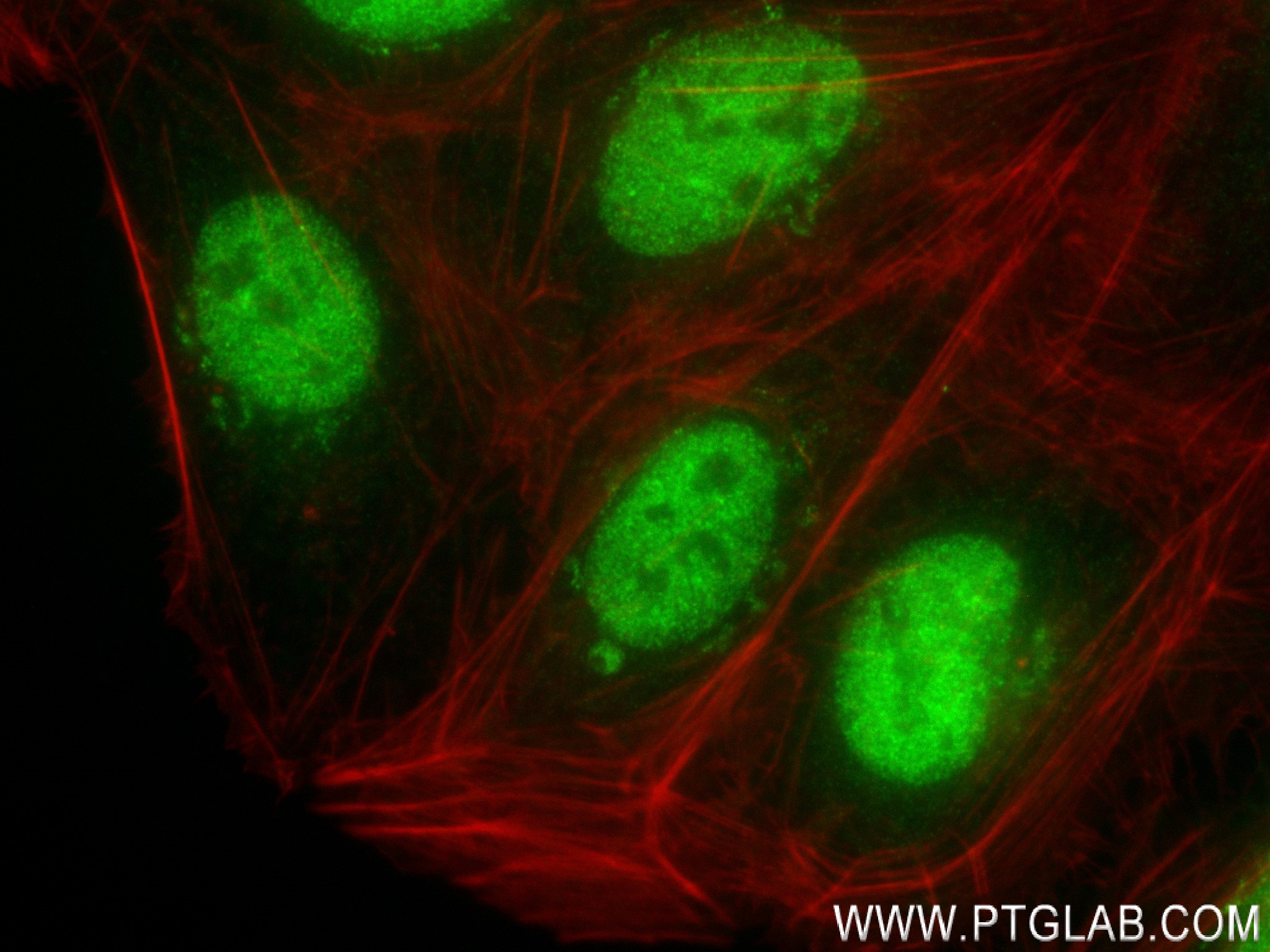 Immunofluorescence (IF) / fluorescent staining of U2OS cells using INTS4 Recombinant antibody (83590-5-RR)