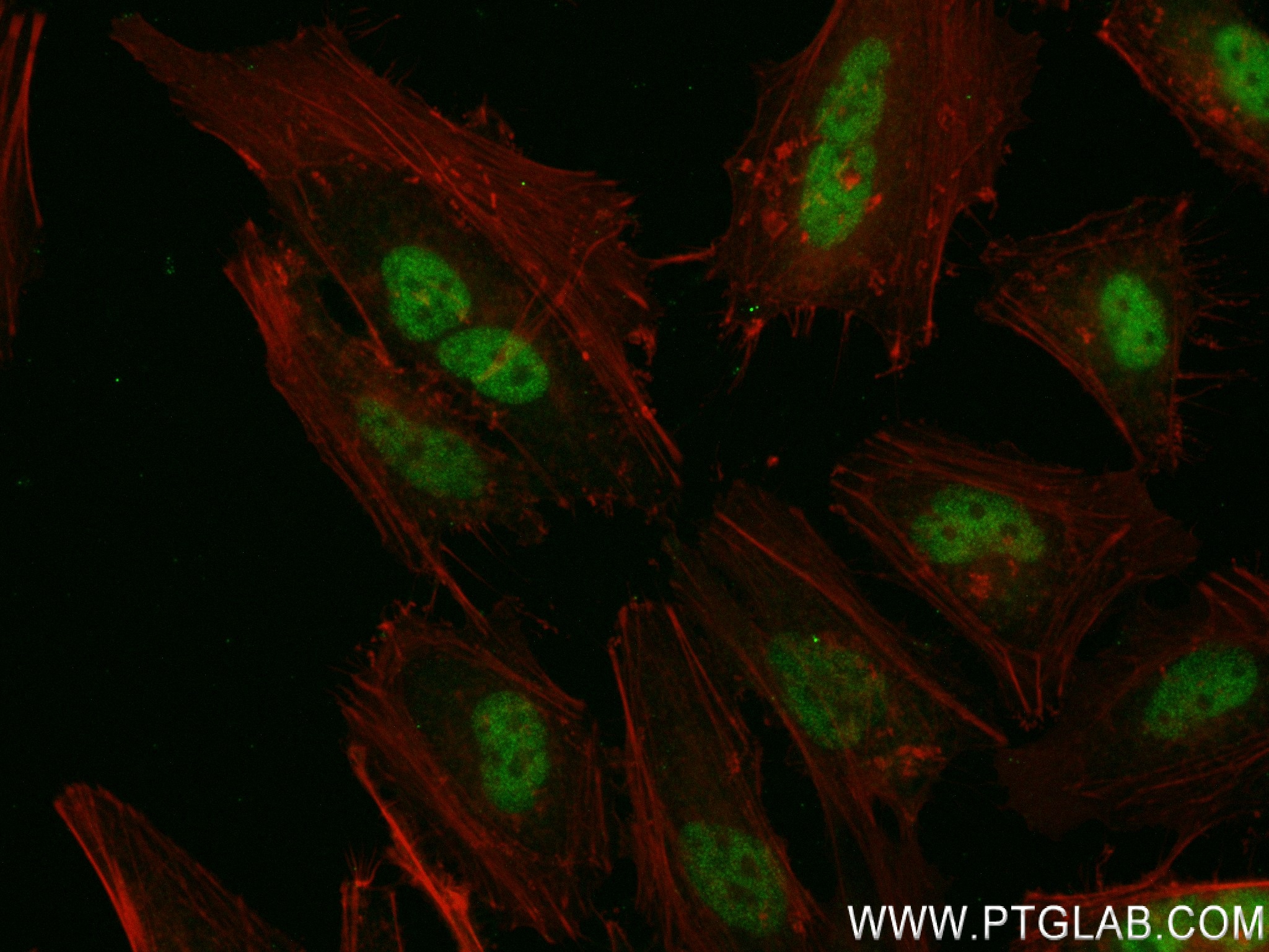 Immunofluorescence (IF) / fluorescent staining of HeLa cells using INTS4 Recombinant antibody (83590-6-RR)