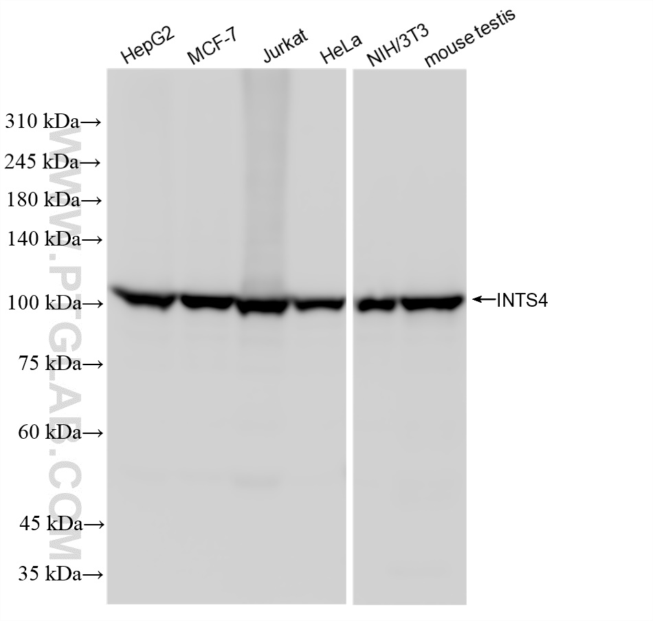 Western Blot (WB) analysis of various lysates using INTS4 Recombinant antibody (83590-6-RR)