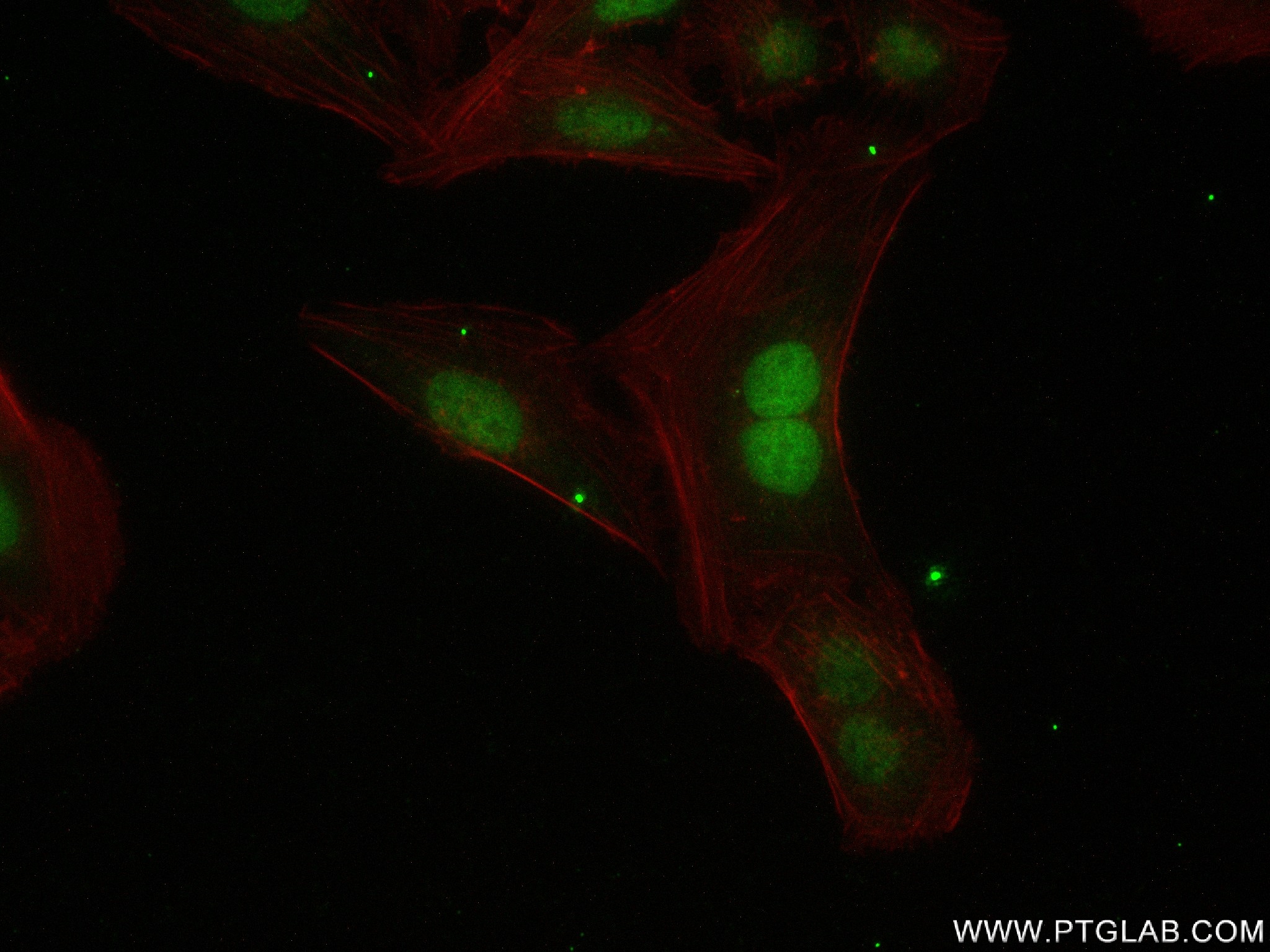 Immunofluorescence (IF) / fluorescent staining of U2OS cells using INTS5 Recombinant antibody (83154-1-RR)